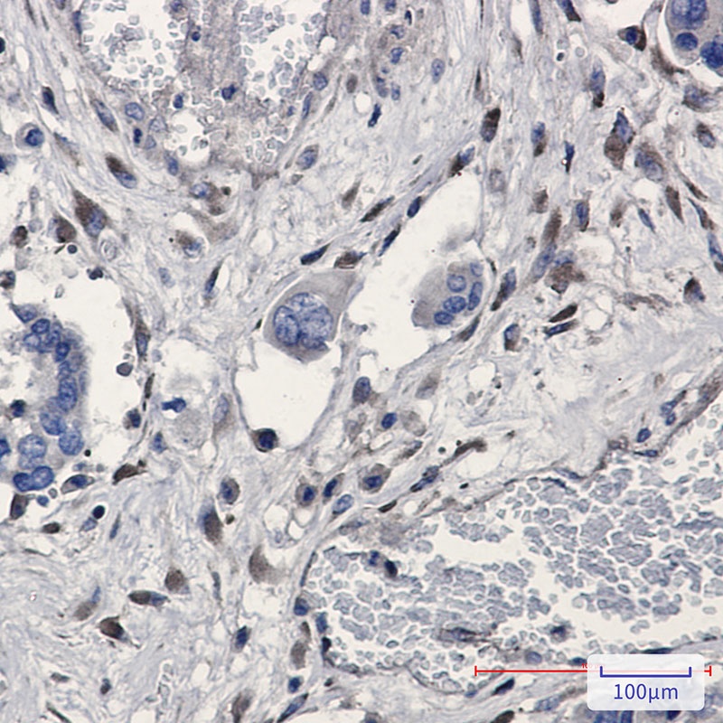 GNB2 Rabbit Monoclonal Antibody