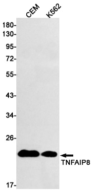TNFAIP8 Rabbit mAb