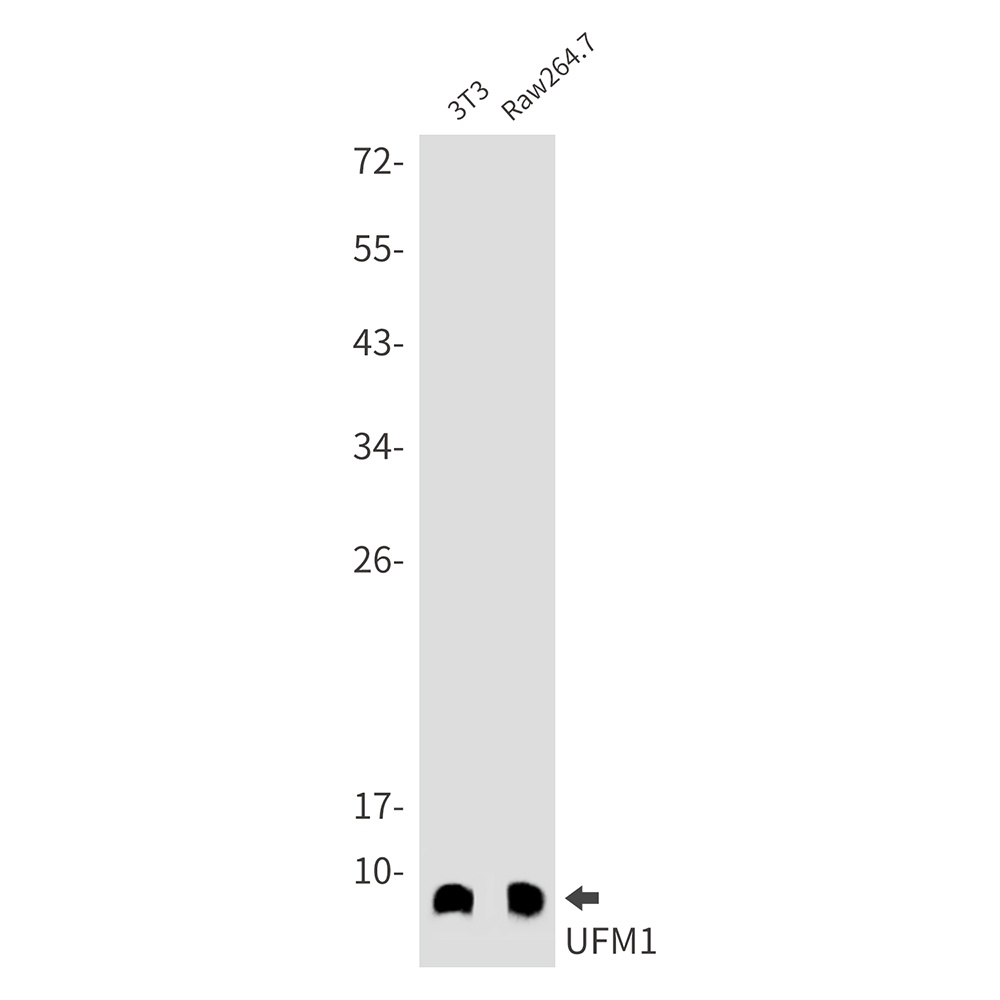 UFM1 Antibody