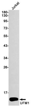 UFM1 Antibody