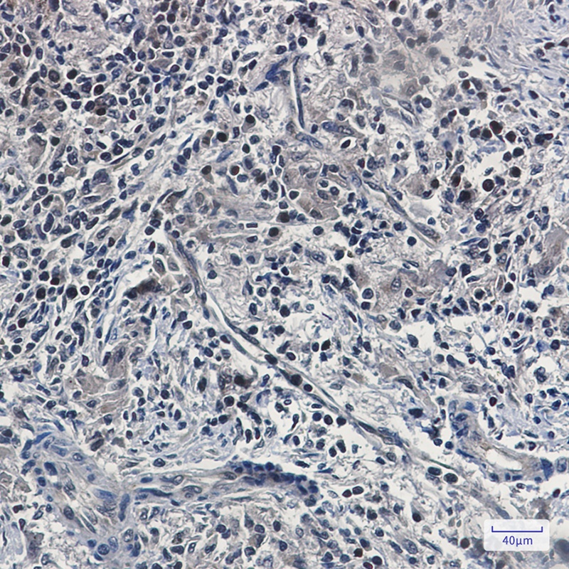 UFM1 Antibody