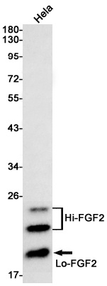 FGF2 Antibody