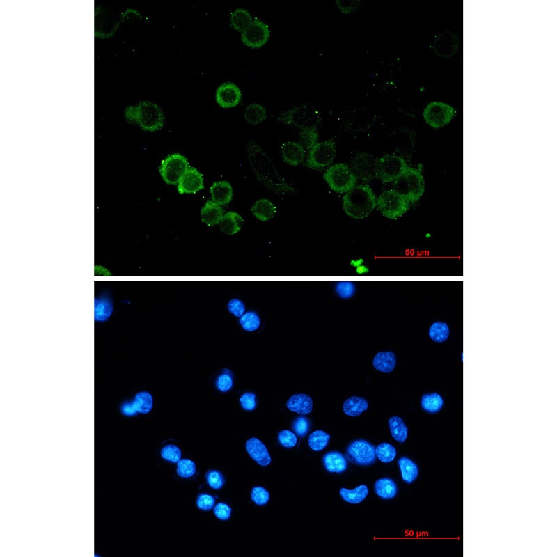 CDH1 Antibody