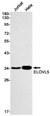 ELOVL5 Antibody