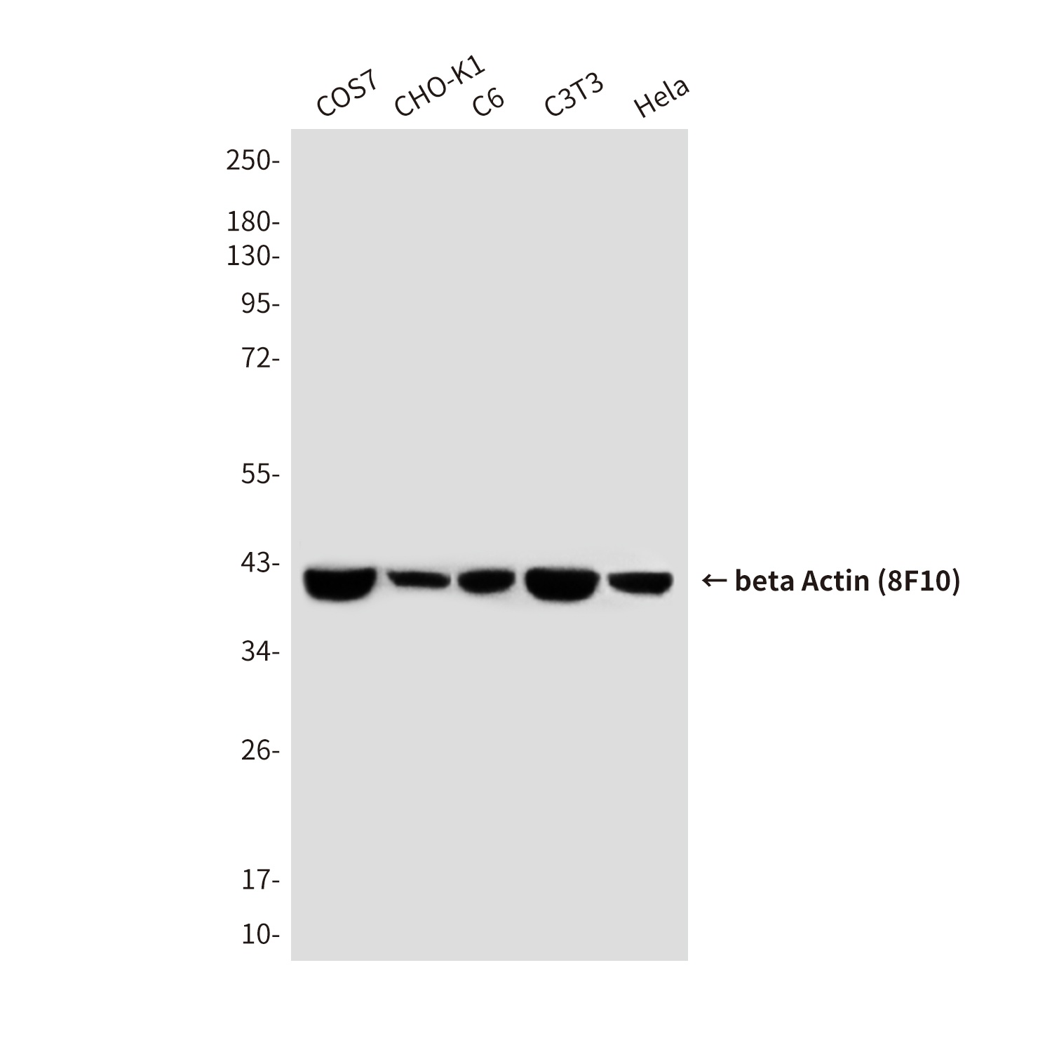 Beta Actin Mouse Monoclonal Antibody (HRP)