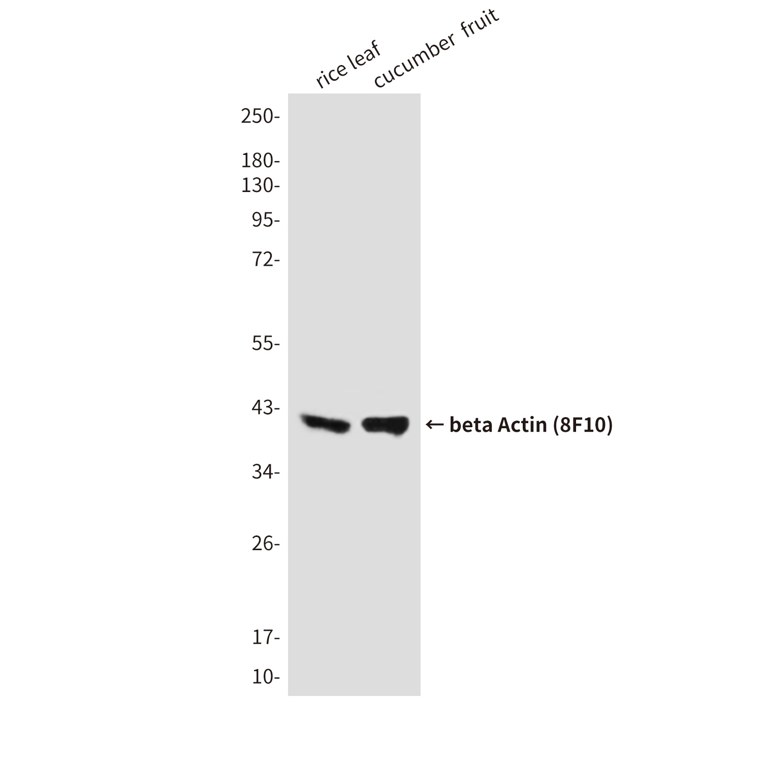 Beta Actin Mouse Monoclonal Antibody (HRP)