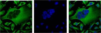 TUBB Antibody