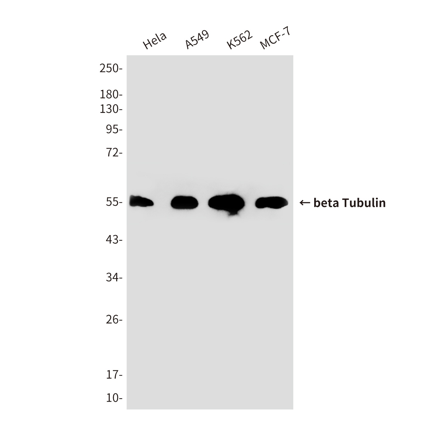 TUBB Antibody