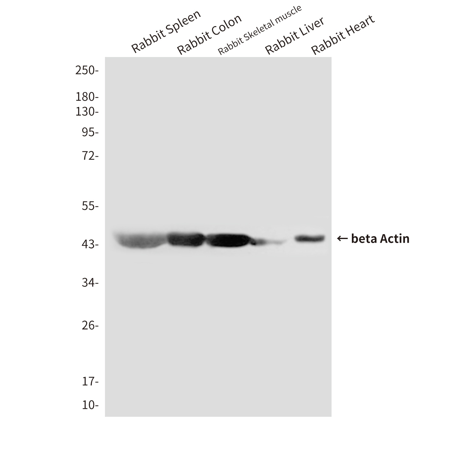 ACTB Antibody