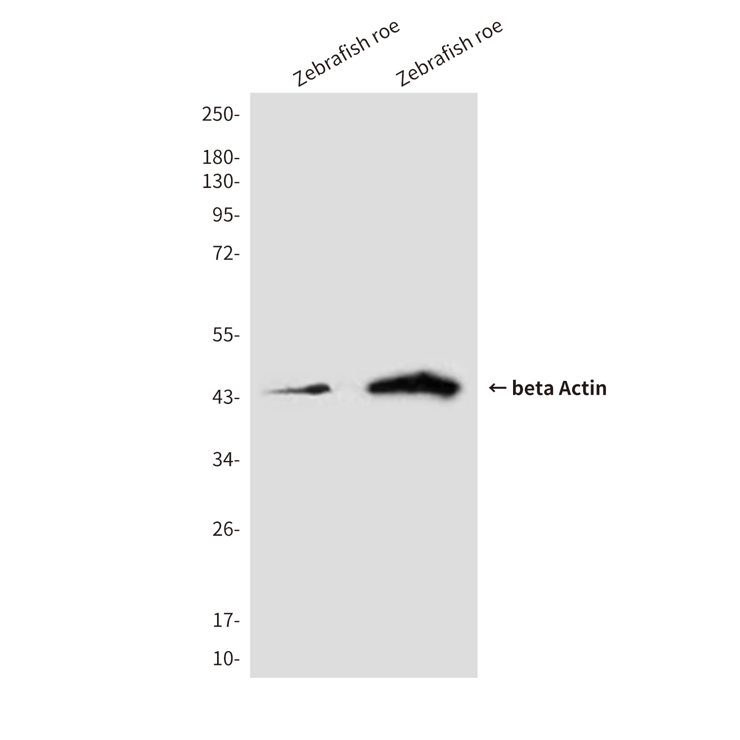 ACTB Antibody