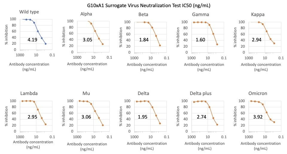 SARS-CoV2 G10xA1 human neutralizing mAb