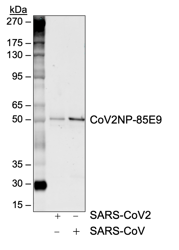 SARS-CoV-2 NP (85E9) rabbit mAb