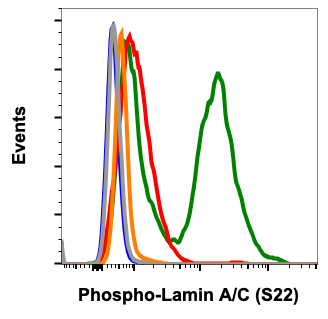 Phospho-Lamin A/C (Ser22) (CF12) rabbit mAb Antibody