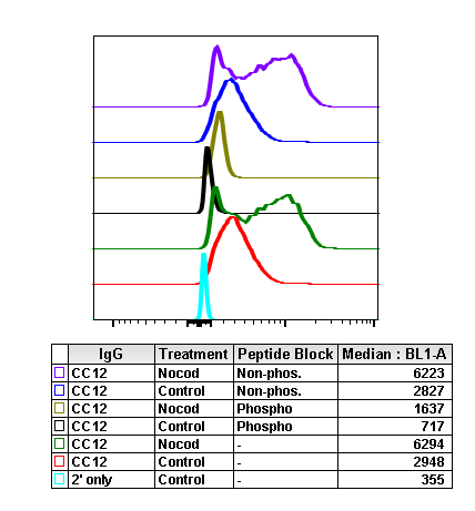 Phospho-Aurora A (Thr288)/Aurora B (Thr232)/Aurora C (Thr198) rabbit mAb Antibody