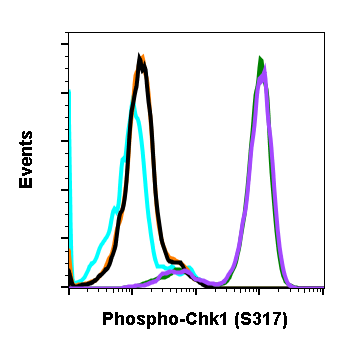 Phospho-Chk1 (Ser317) (G1) rabbit mAb Antibody