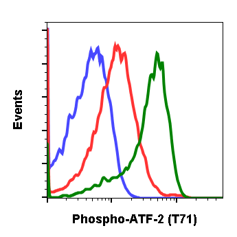 Phospho-ATF2 (Thr71) (G3) rabbit mAb Antibody
