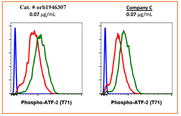 Phospho-ATF2 (Thr71) (G3) rabbit mAb Antibody