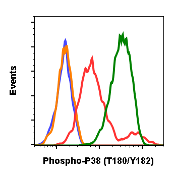 Phospho-p38 MAPK (Thr180/Tyr182) (E3) rabbit mAb