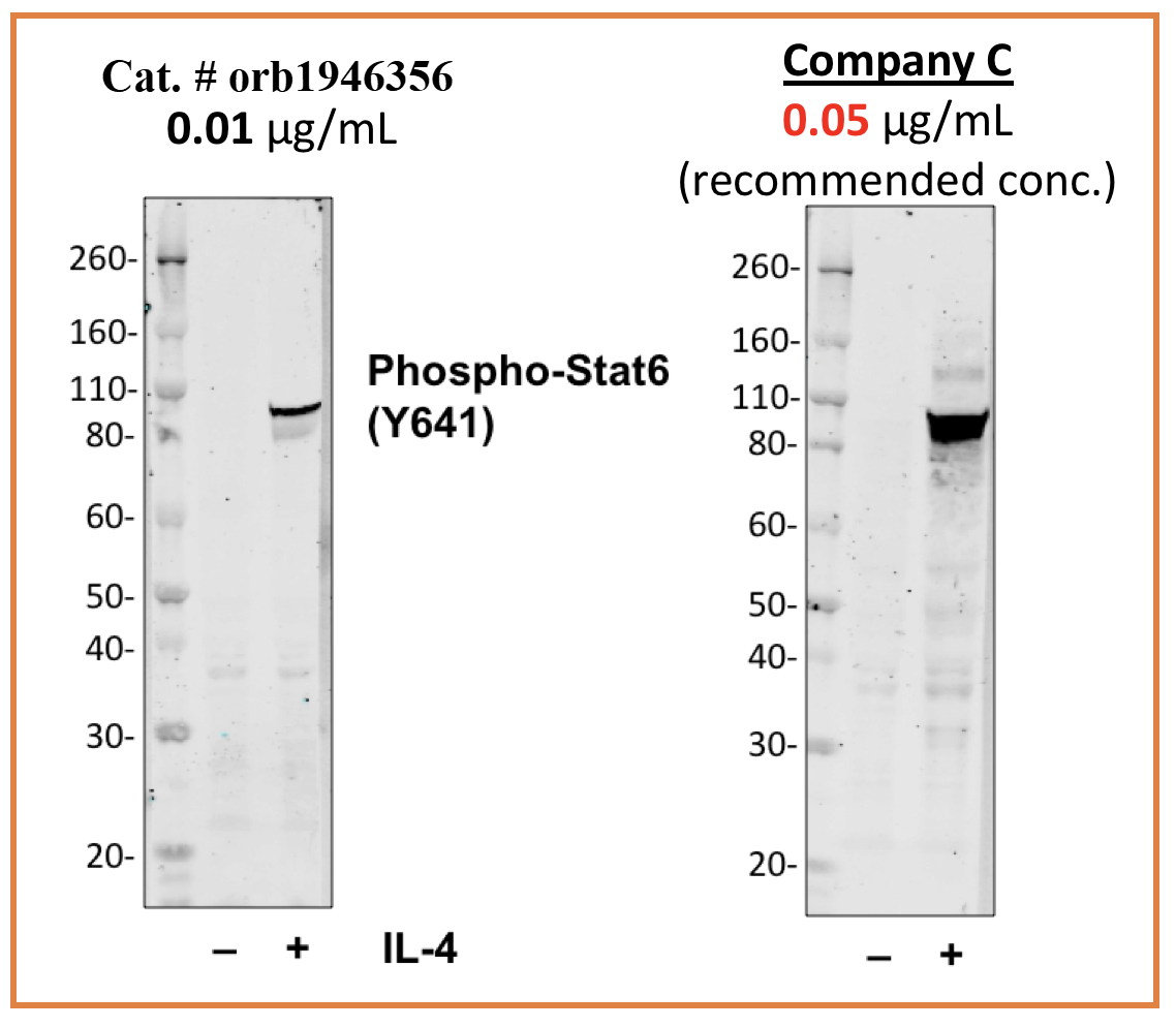 Phospho-Stat6 (Tyr641) (G12) rabbit mAb