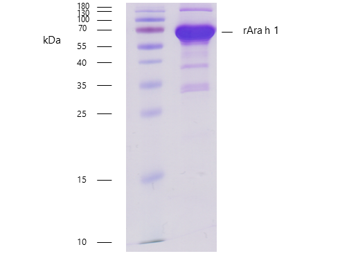 rAra h 1 (Arachis hypogaea 1.0101) Antibody