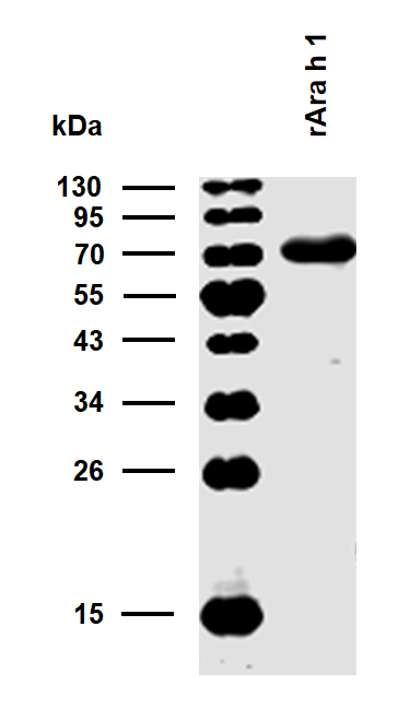 rAra h 1 (Arachis hypogaea 1.0101) Antibody