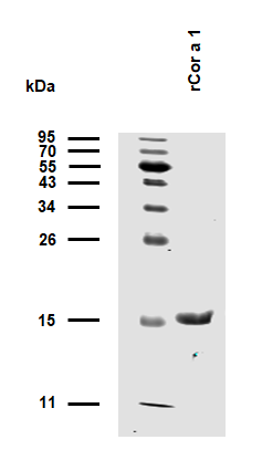 rCor a 1 (Corylus avellana 1.0401) Antibody