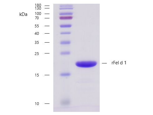 rFel d 1 (Felis domesticus 1.0101) Antibody