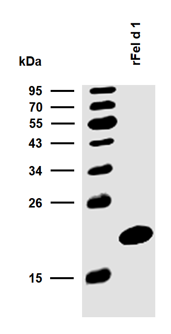 rFel d 1 (Felis domesticus 1.0101) Antibody