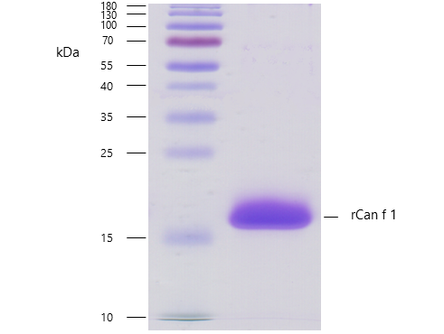 rCan f 1 (Canis familiaris 1.0101) Antibody