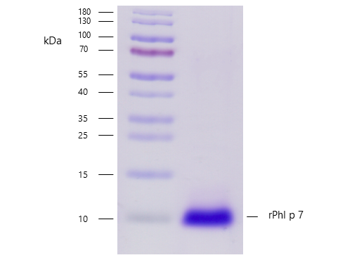 rPhl p 7 (Phleum pratense 7.0101) Antibody