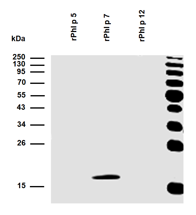 rPhl p 7 (Phleum pratense 7.0101) Antibody