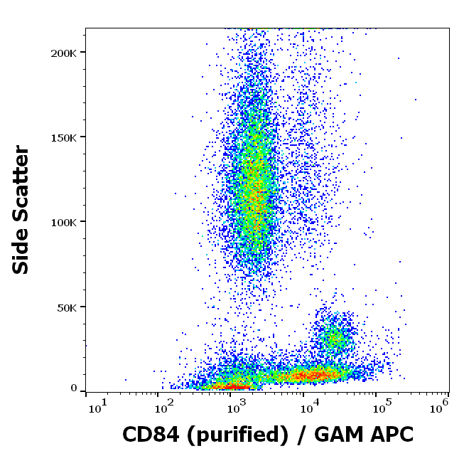 CD84 Antibody