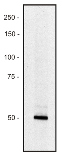 PCLO Antibody