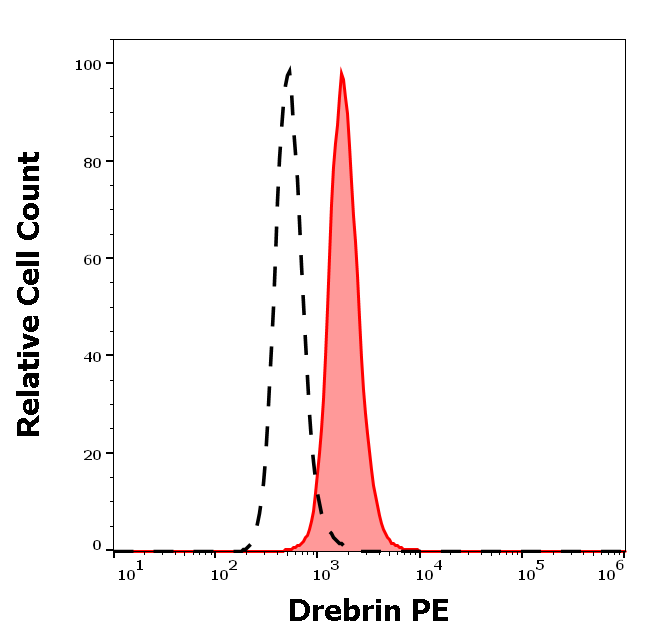 Drebrin Antibody (PE)