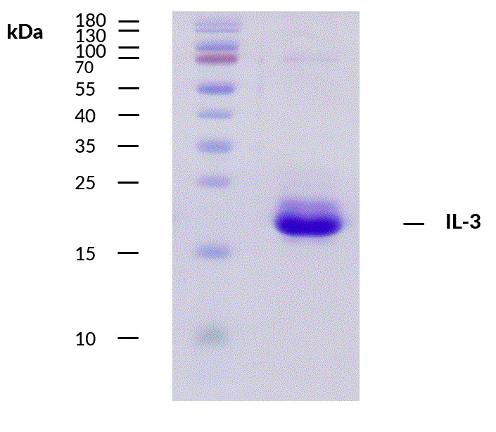 Recombinant human Interleukin-3 Antibody