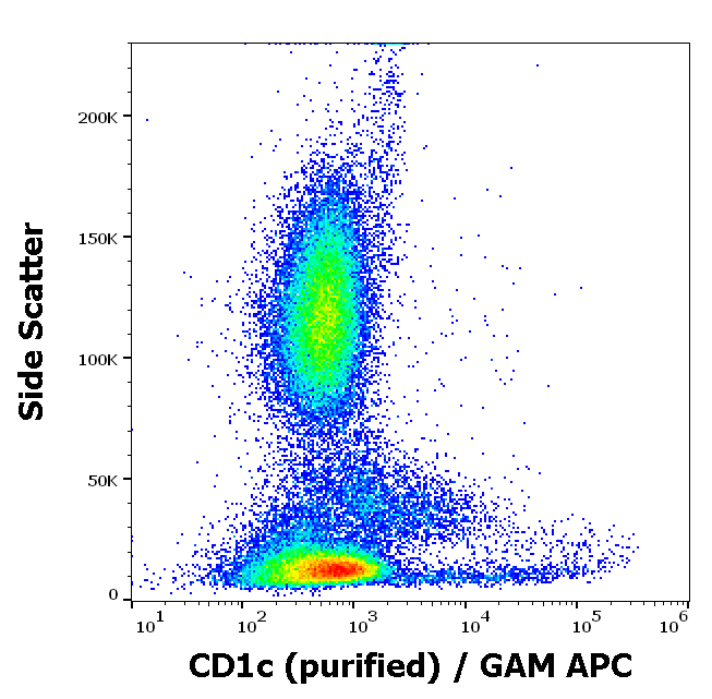CD1c Antibody