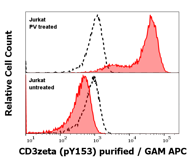 CD3 zeta (pY153) Antibody