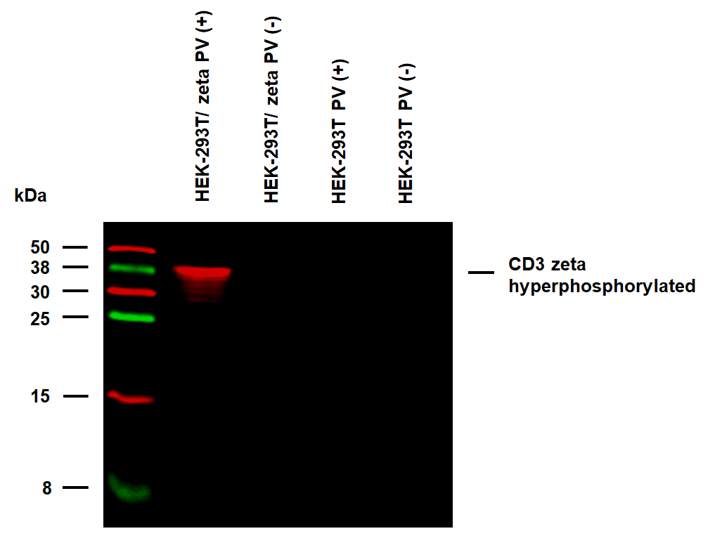 CD3 zeta (pY153) Antibody