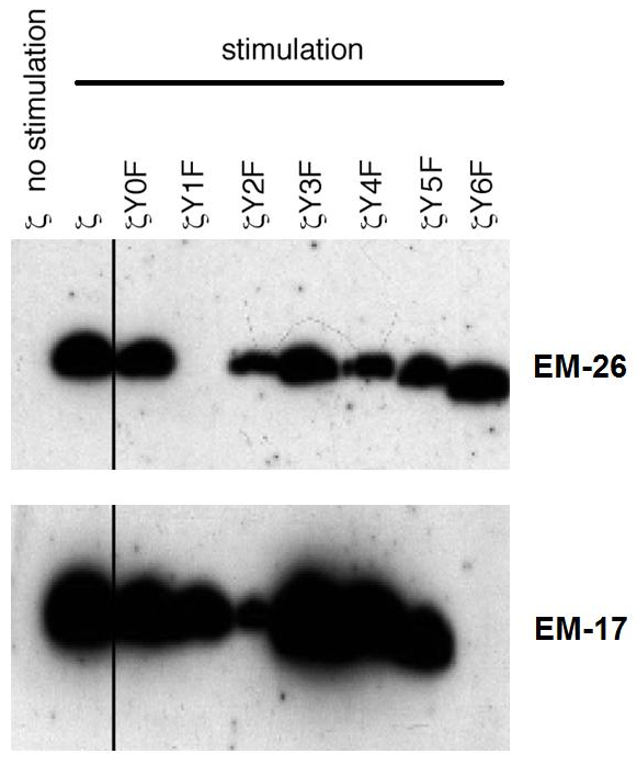CD3 zeta (pY72) Antibody