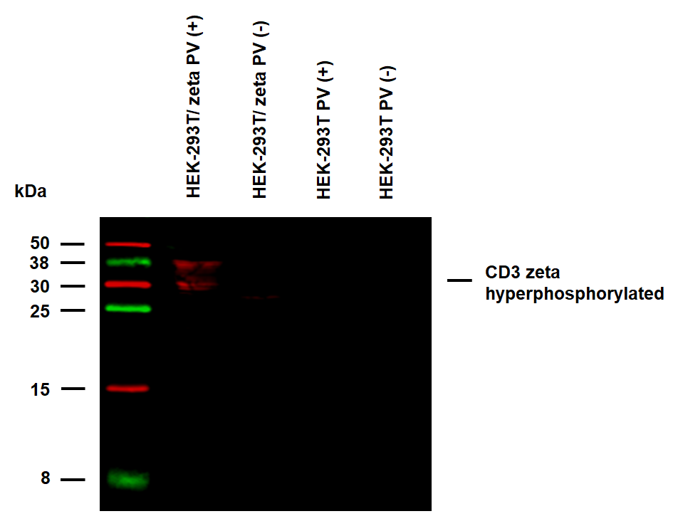 CD3 zeta (pY72) Antibody