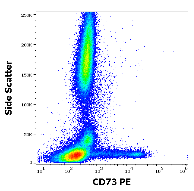 CD73 Antibody (PE)
