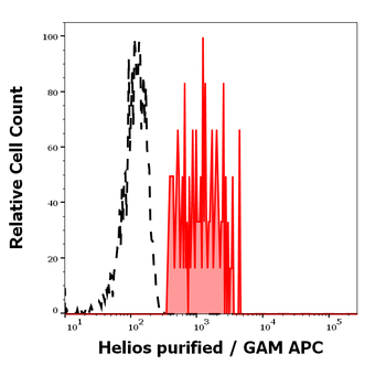 Helios Antibody