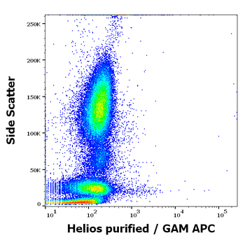Helios Antibody