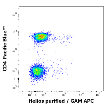 Helios Antibody