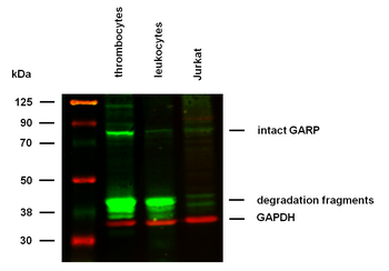 GARP Antibody
