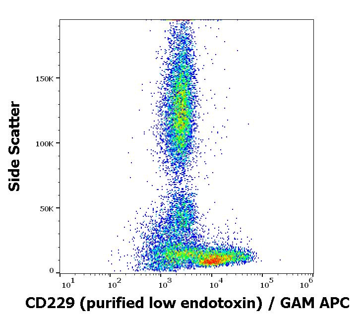 CD229 Antibody