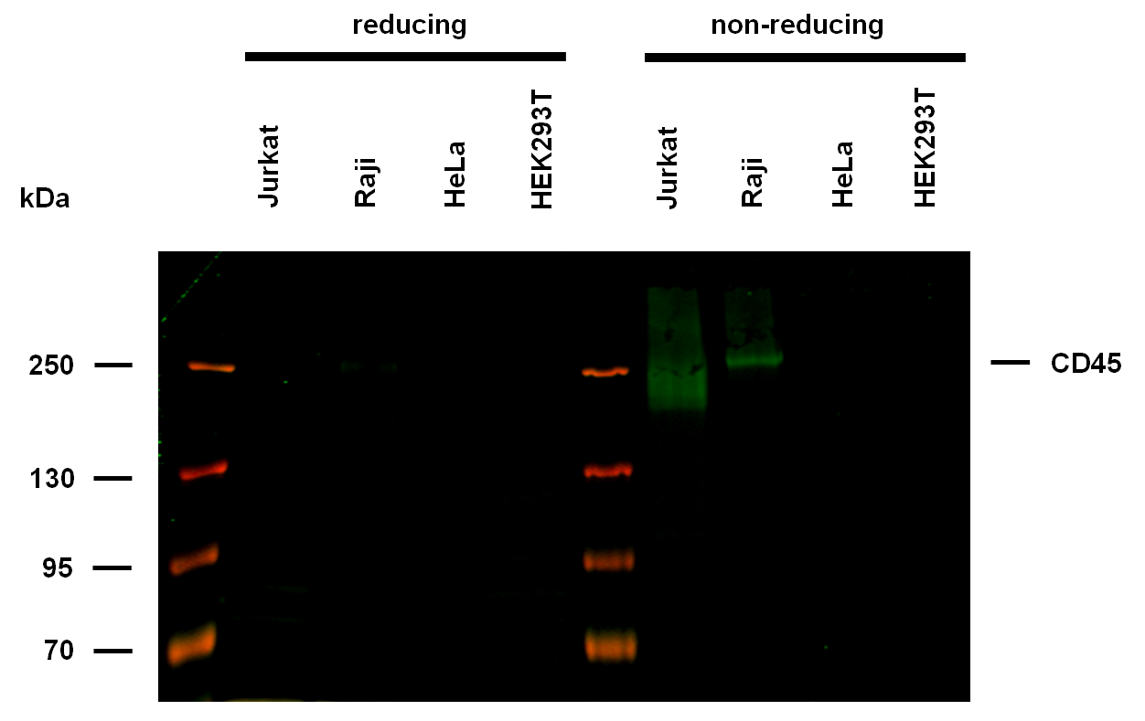 CD45 Antibody