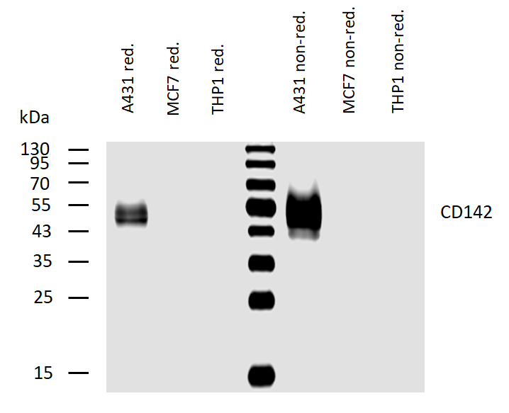CD142 Antibody