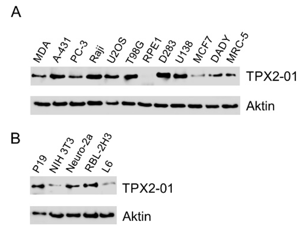 TPX2 Antibody