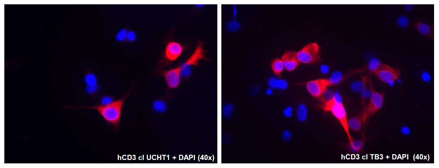 CD3 Antibody